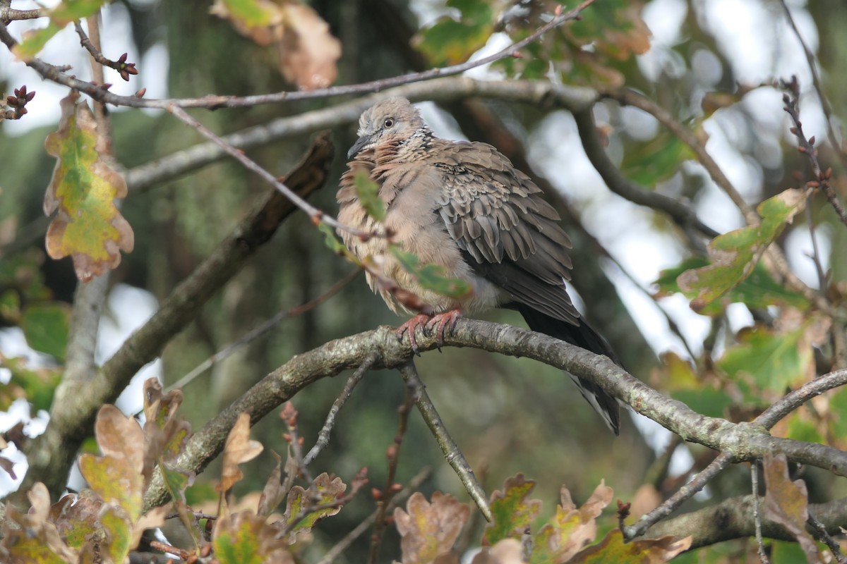 Spotted Dove - ML103043381
