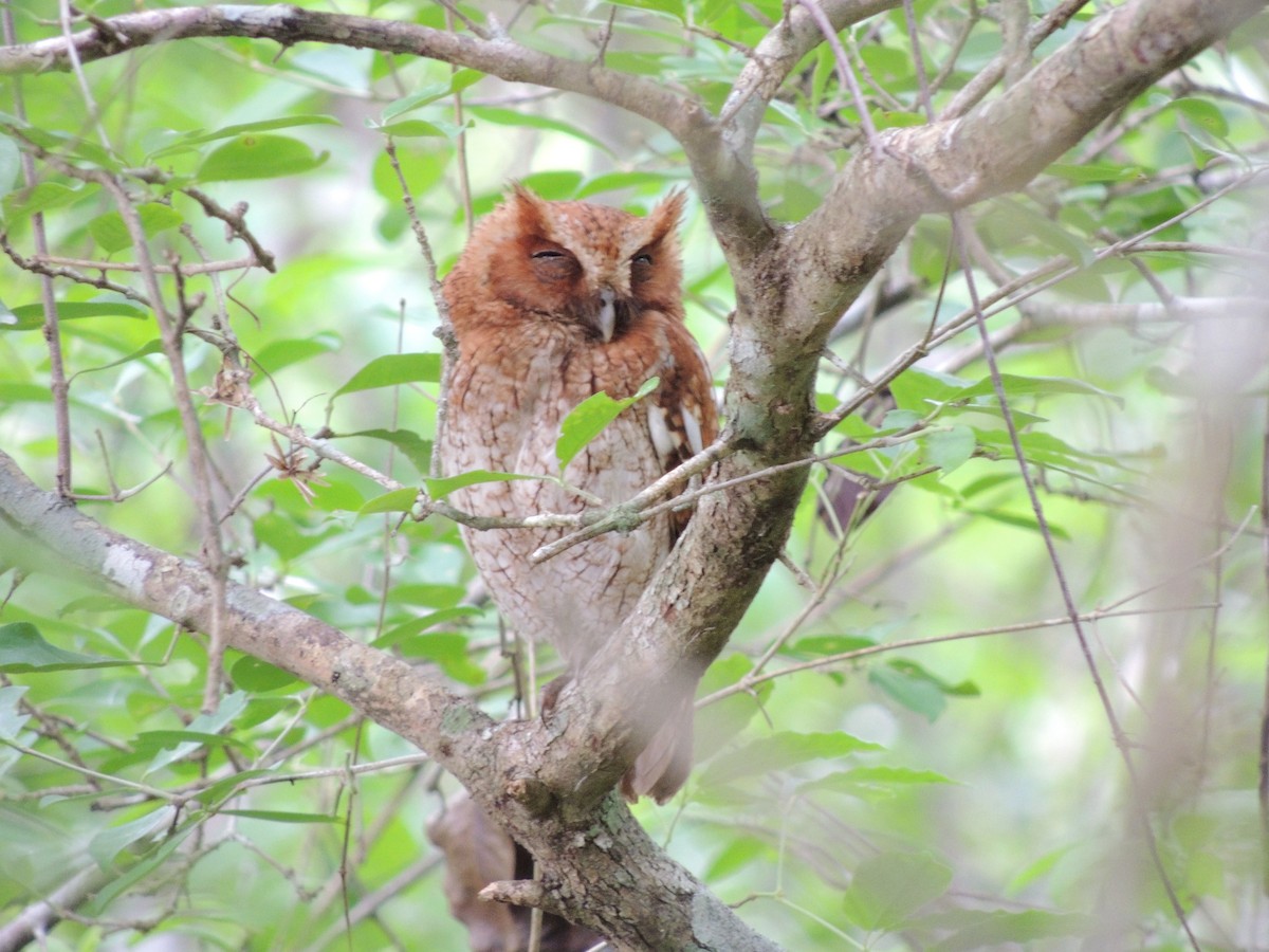 Middle American Screech-Owl (Middle American) - ML103044181