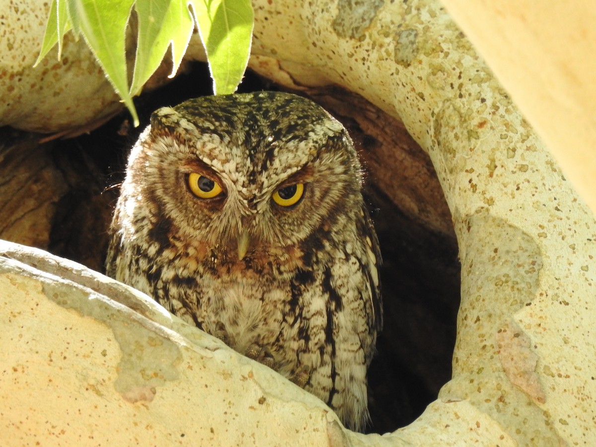 Whiskered Screech-Owl - Bill Ypsilantis