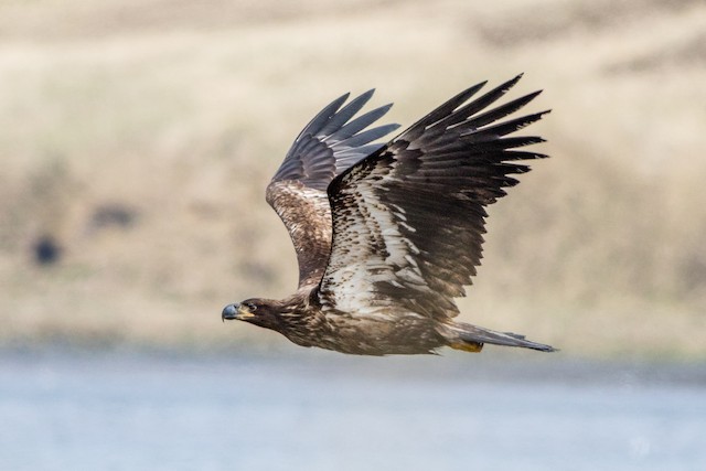 Formative plumage lateral view (subspecies&nbsp;<em>washingtoniensis</em>). - Bald Eagle - 