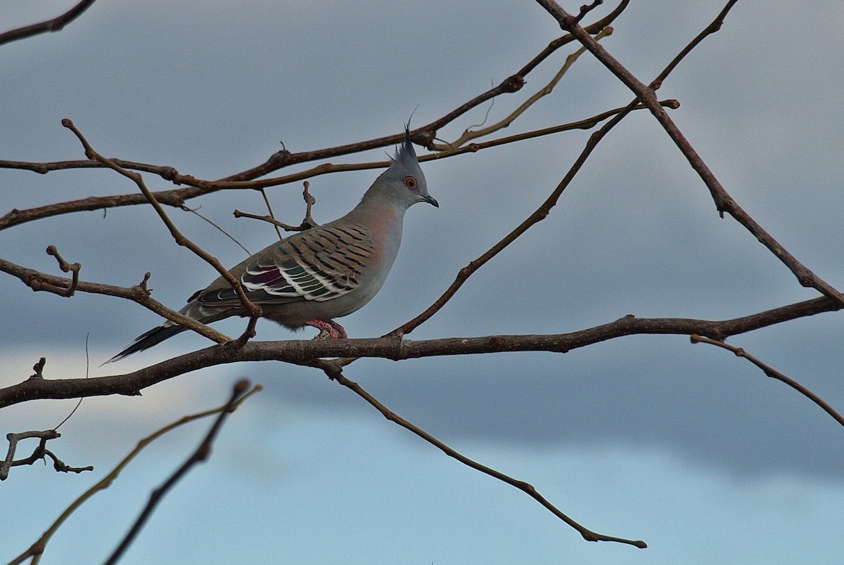 Crested Pigeon - ML103048181