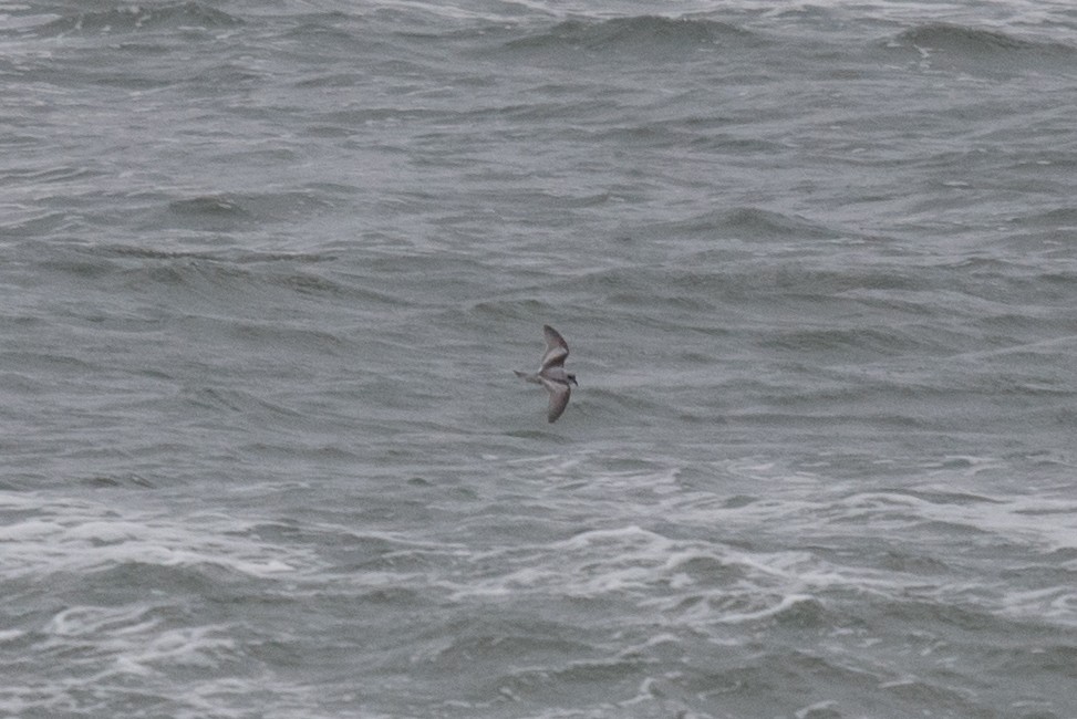 Fork-tailed Storm-Petrel - ML103048291