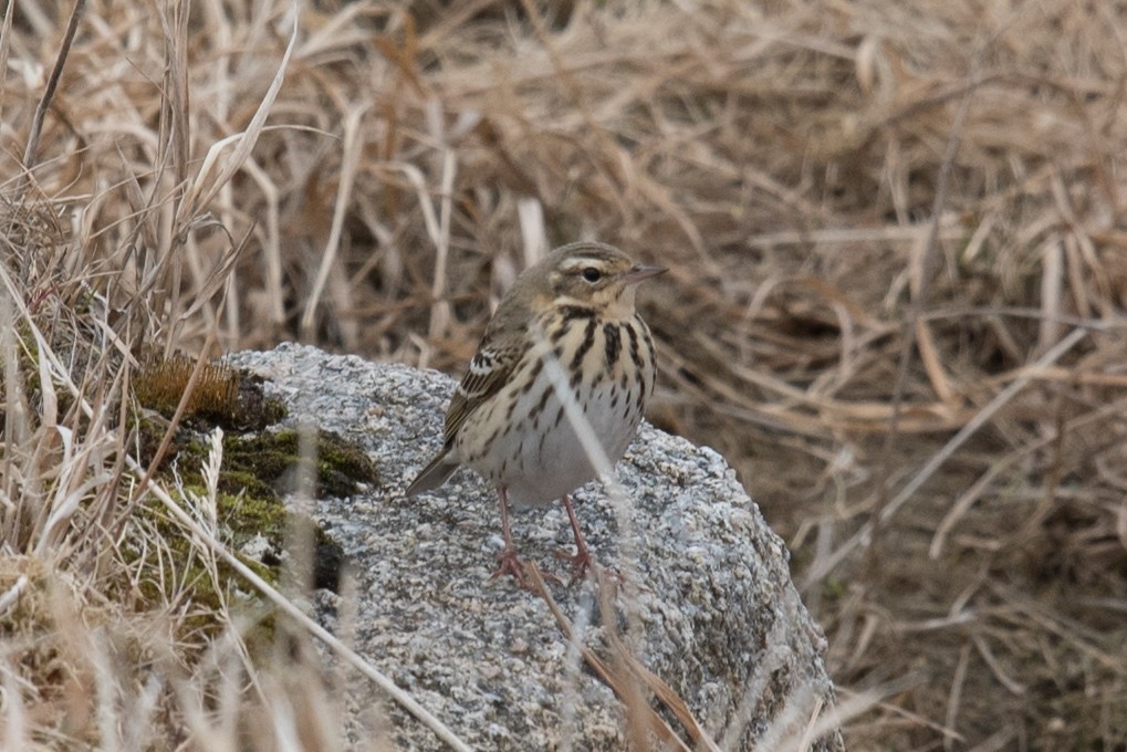 Olive-backed Pipit - ML103048541
