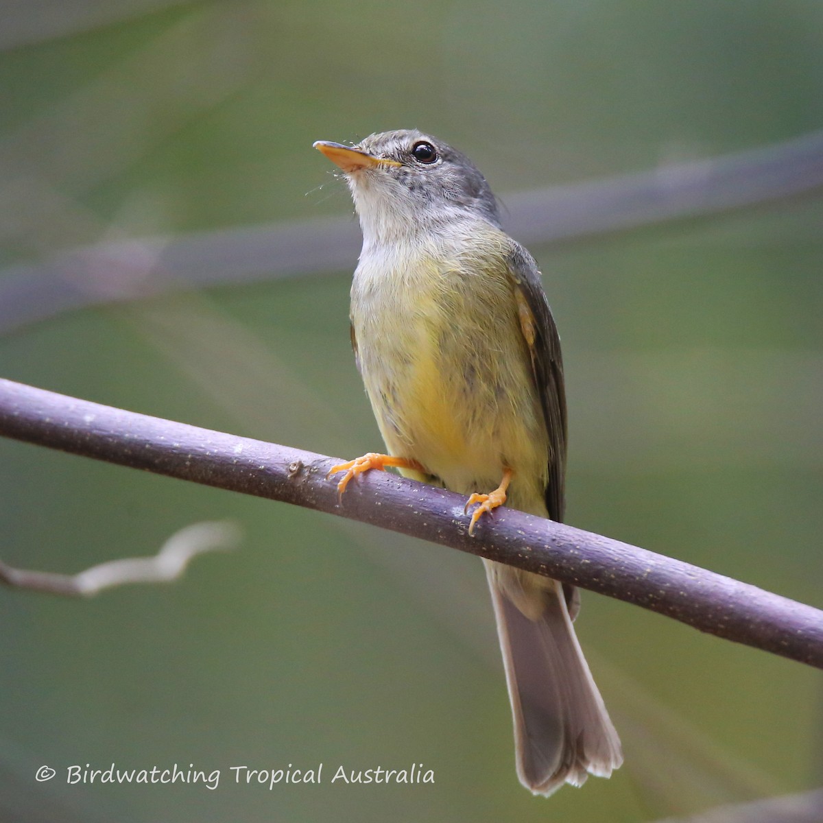 Yellow-legged Flyrobin - Doug Herrington || Birdwatching Tropical Australia Tours