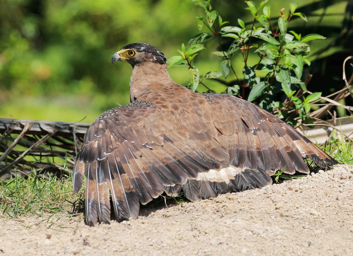 Crested Serpent-Eagle - ML103051371