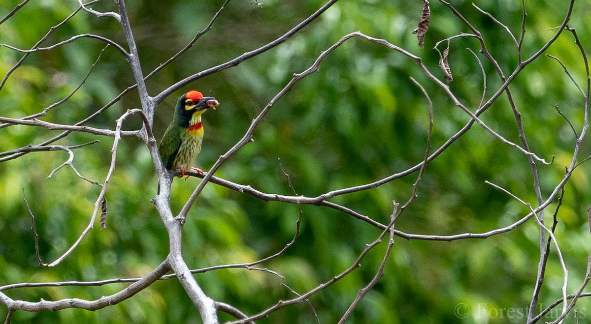 Coppersmith Barbet - Forest Botial-Jarvis