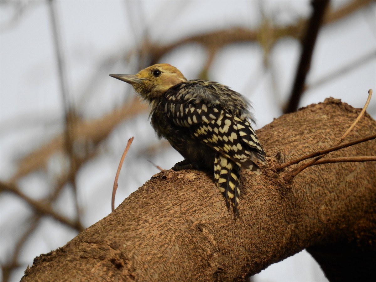 Yellow-crowned Woodpecker - Mittal Gala