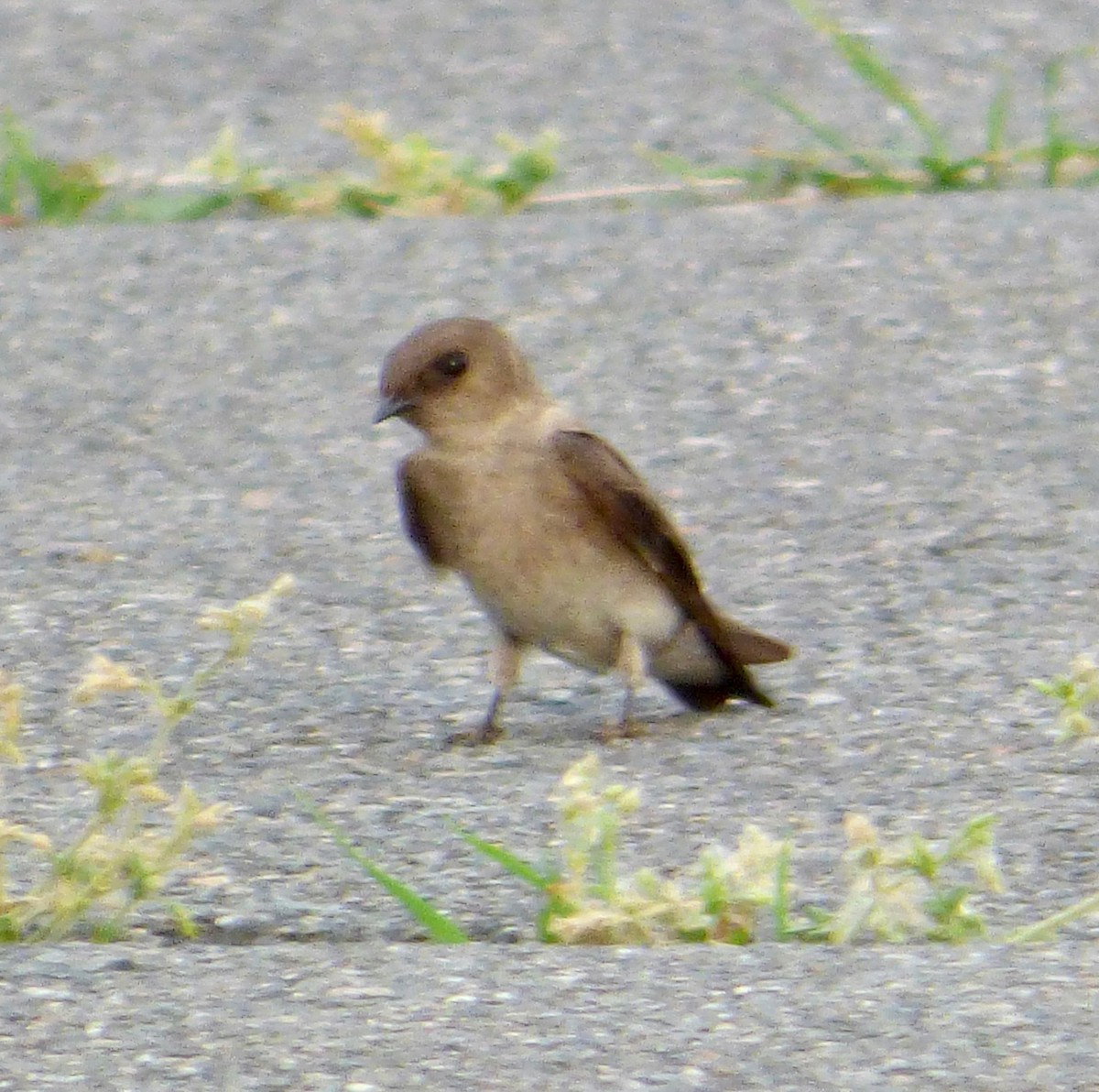 Northern Rough-winged Swallow - ML103053981
