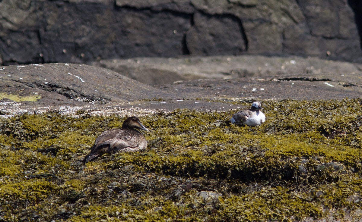 Long-tailed Duck - ML103057211