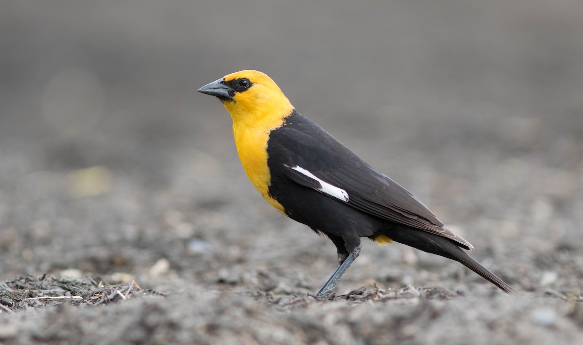Yellow-headed Blackbird - Doug Hitchcox