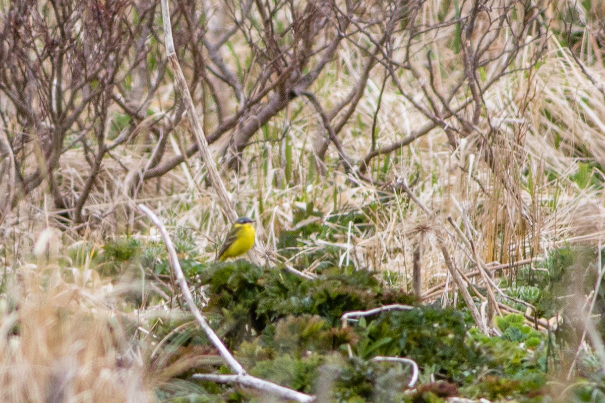 Eastern Yellow Wagtail (Eastern) - Neil Hayward