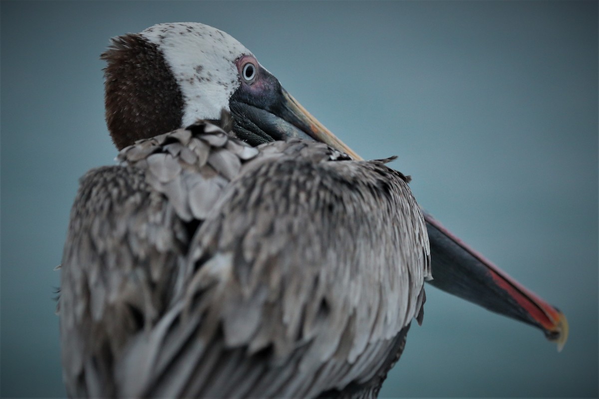 Brown Pelican - Andrea Lyttle