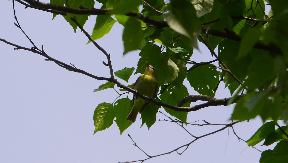 Ebird Checklist Jun Martys Yard Brant Lake Ny Species