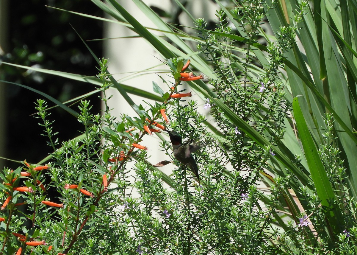 Ruby-throated Hummingbird - ML103066591