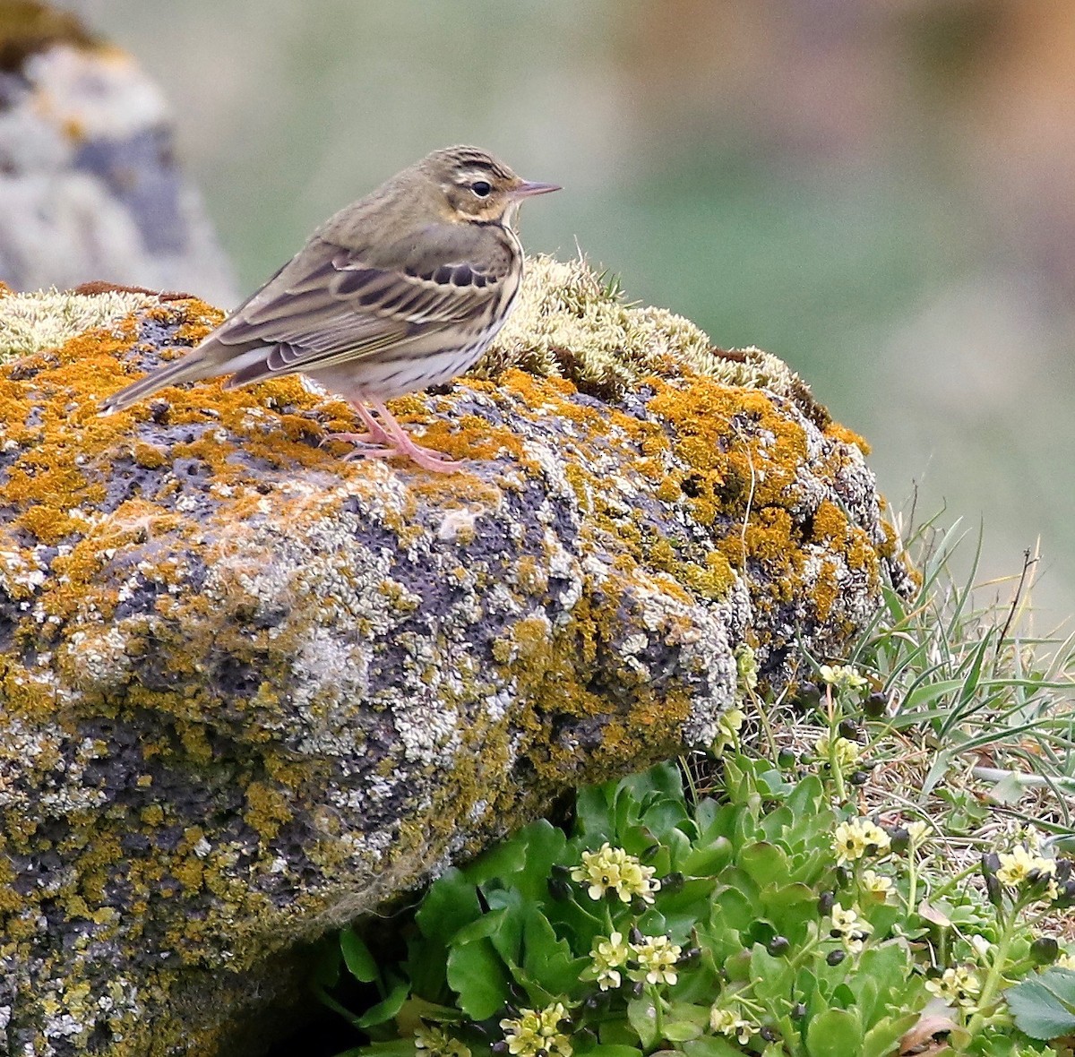 Olive-backed Pipit - ML103067211