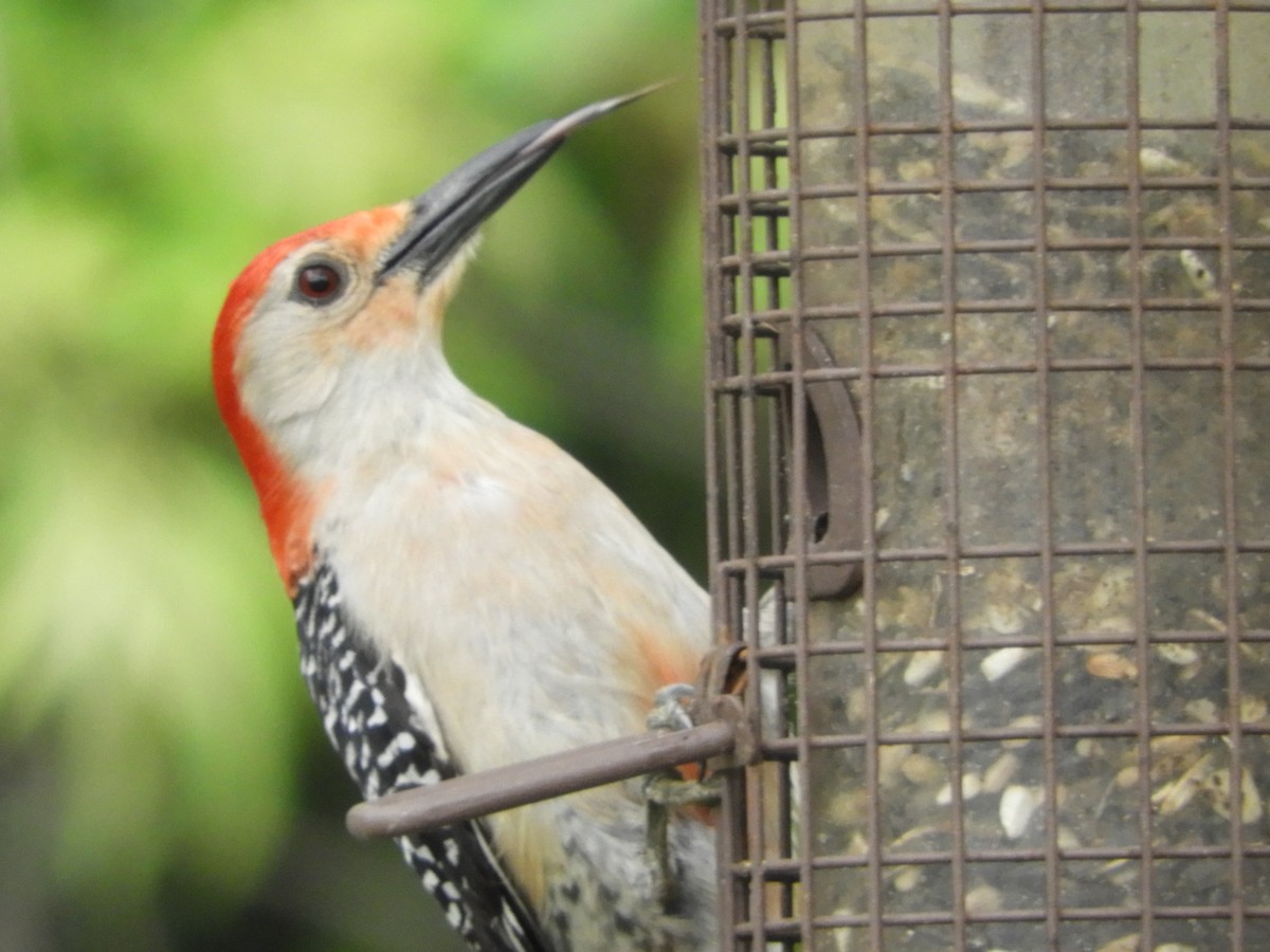 Red-bellied Woodpecker - ML103067231