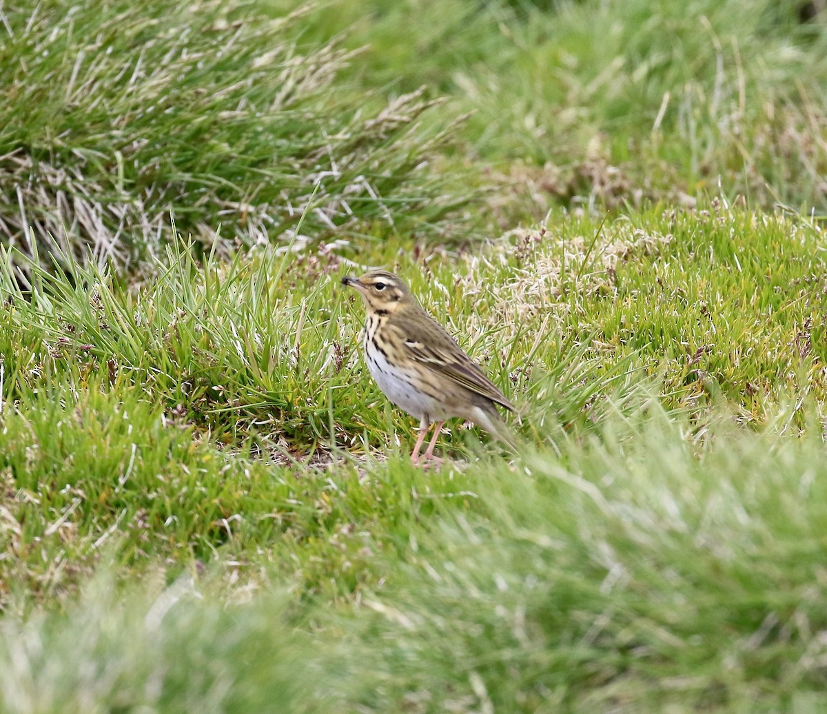 Olive-backed Pipit - ML103067361