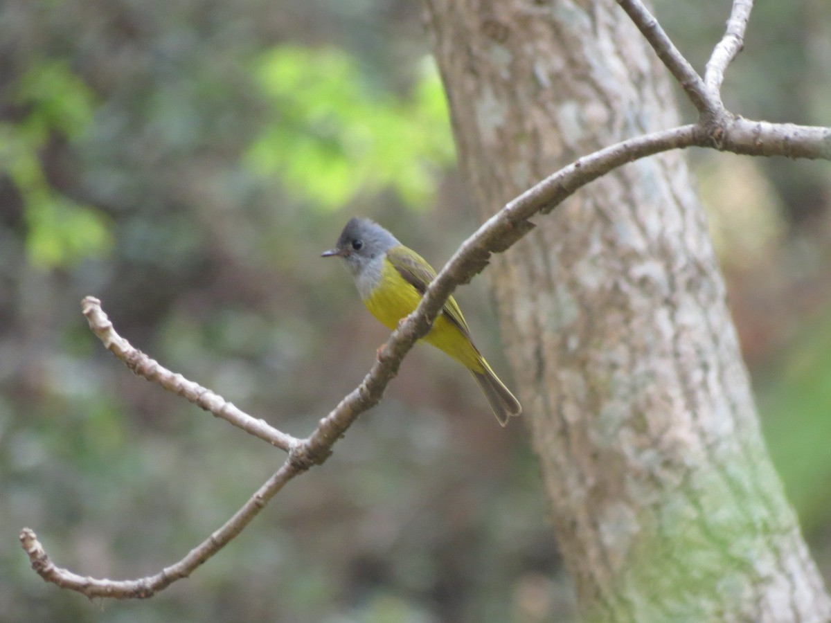 Gray-headed Canary-Flycatcher - David Phinehas