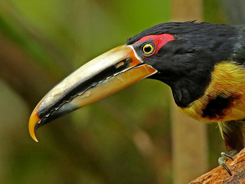 Collared Aracari (Pale-mandibled) - Roger Ahlman