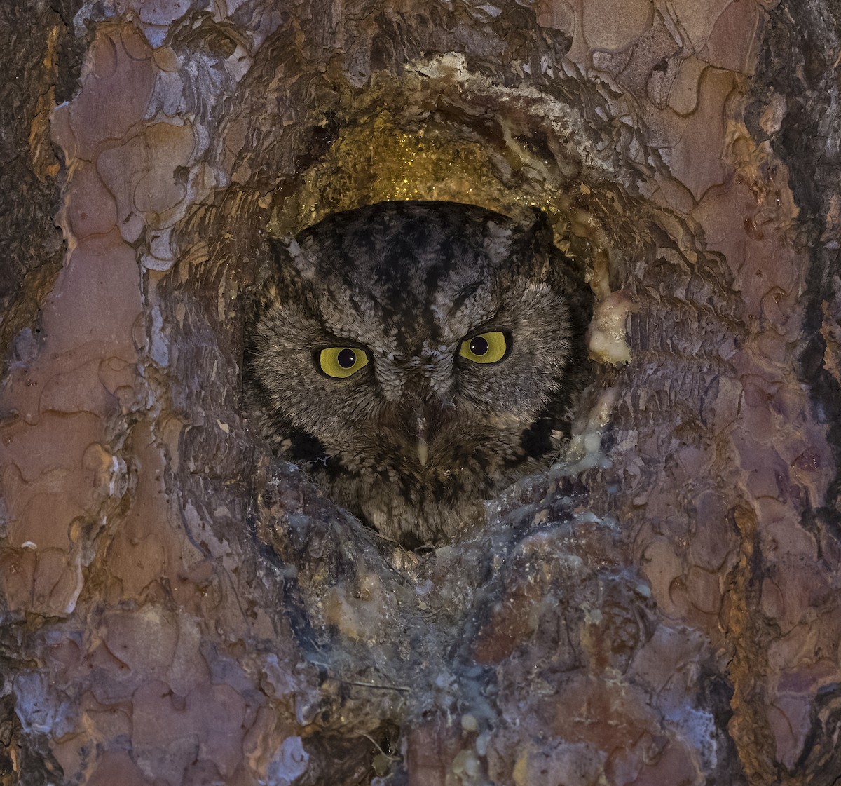 Western Screech-Owl - Ian Routley