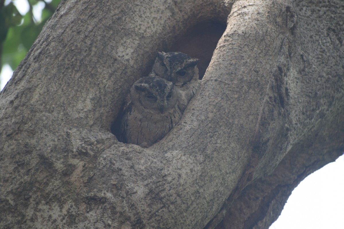 Indian Scops-Owl - Balu A