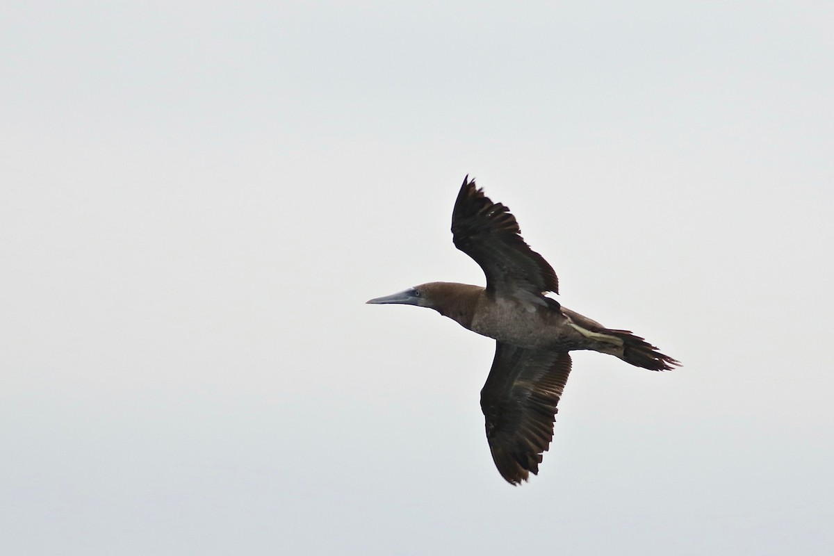 Brown Booby - ML103076721
