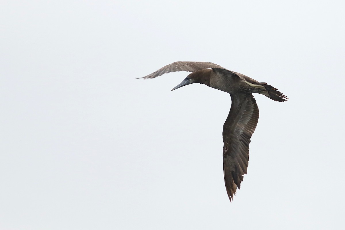 Brown Booby - ML103076741