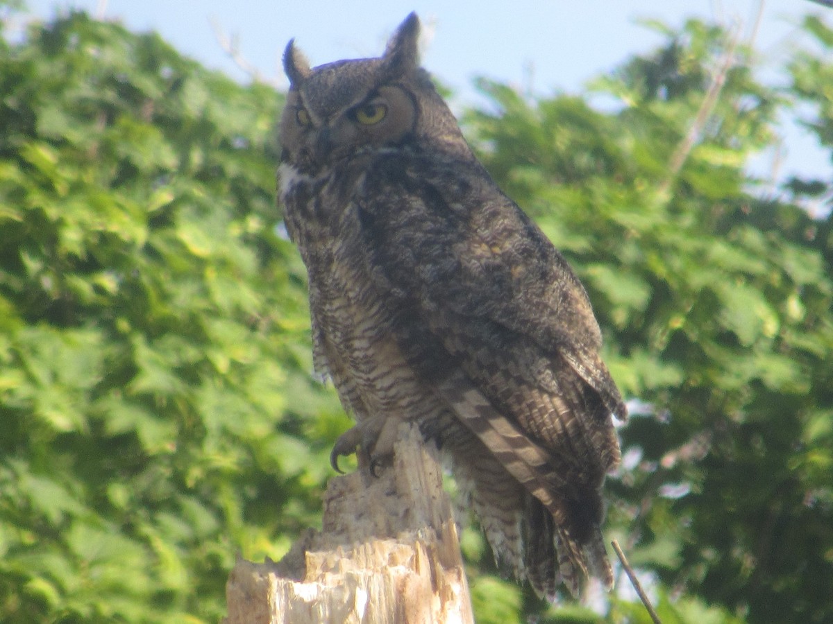 Great Horned Owl - ML103078321