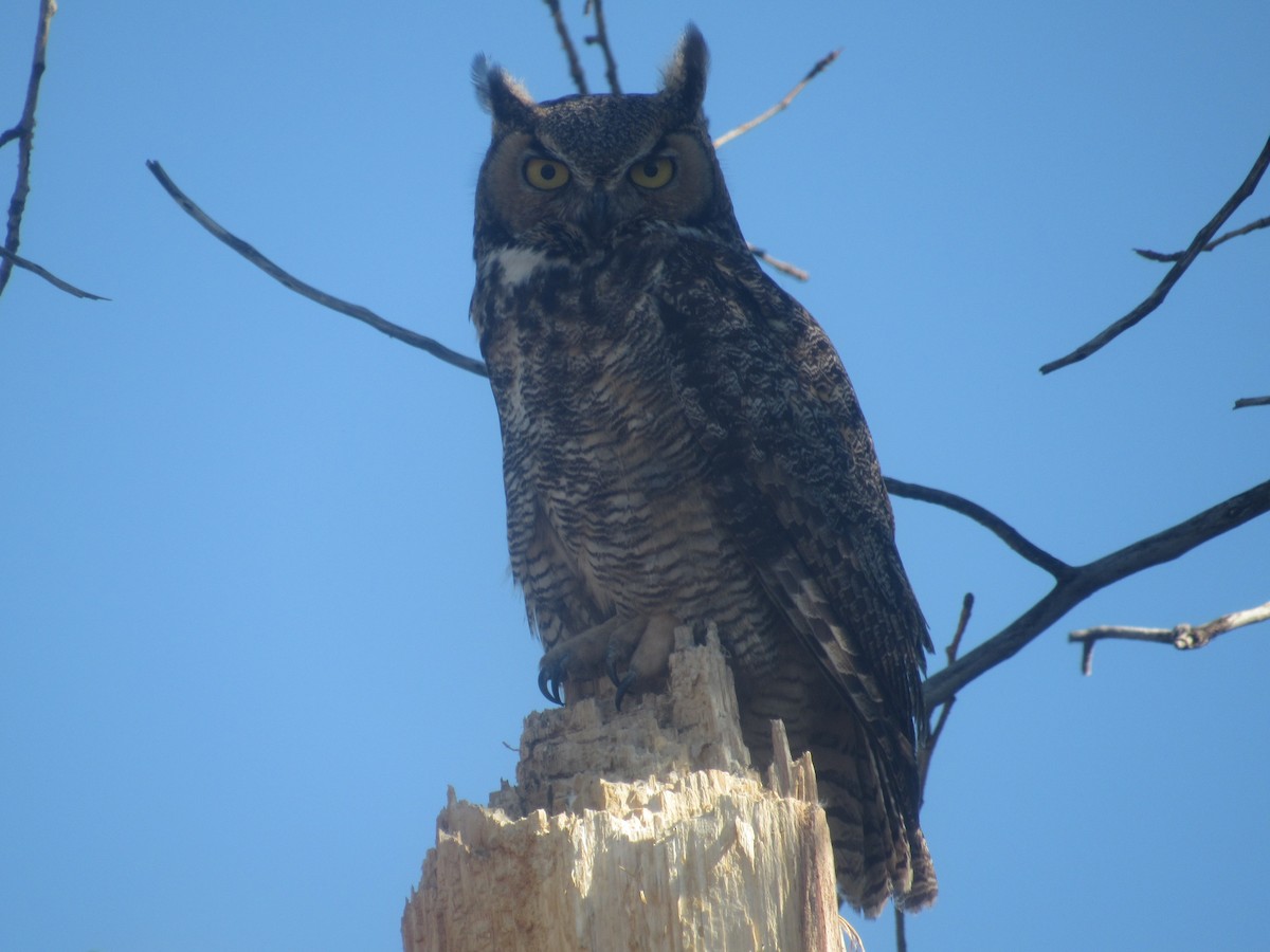 Great Horned Owl - ML103078391