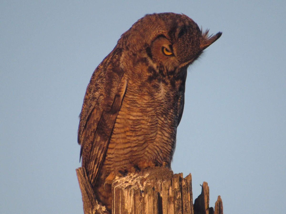 Great Horned Owl - Matthew Cozart