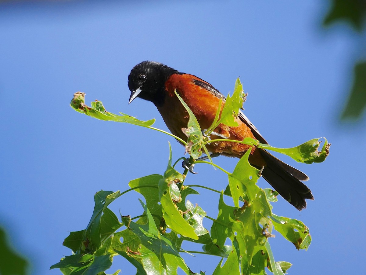 Orchard Oriole - ML103079291