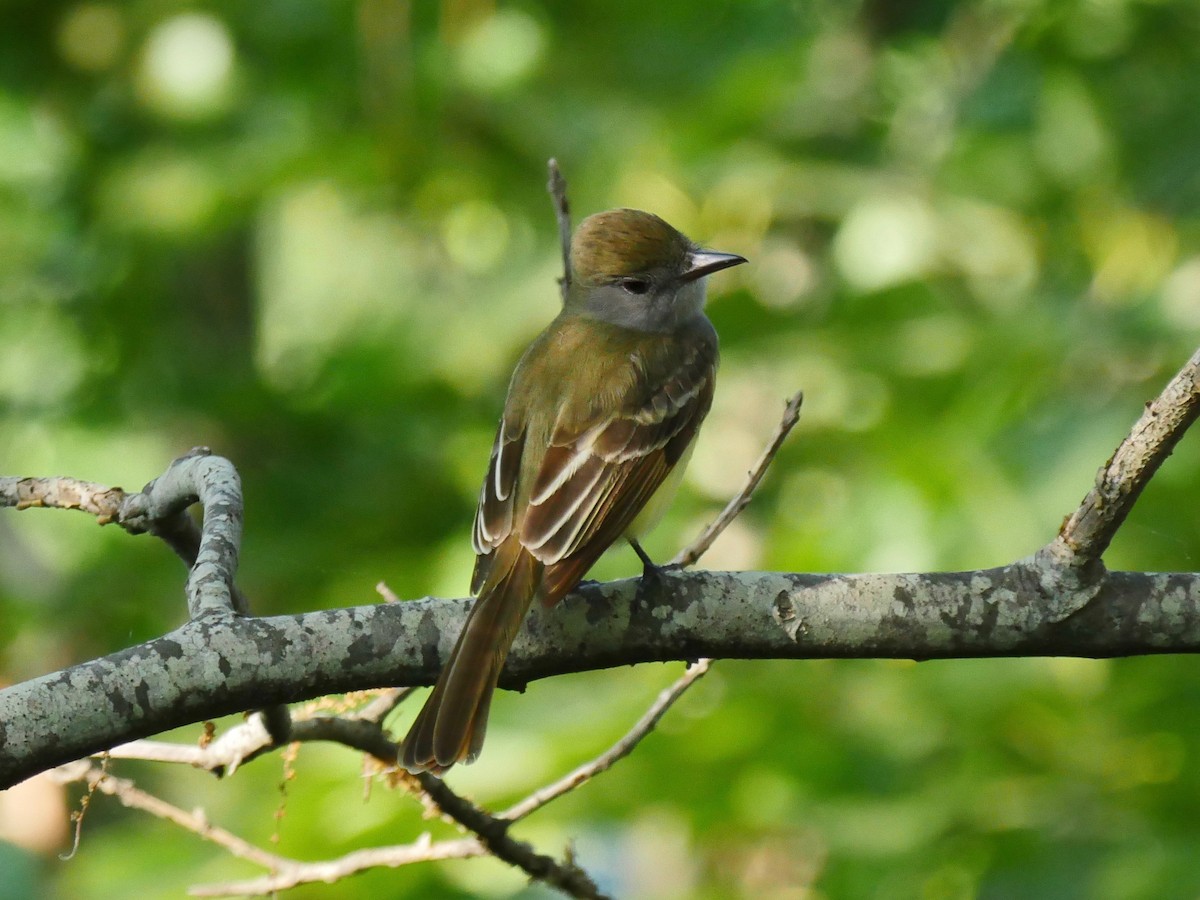 Great Crested Flycatcher - ML103079321