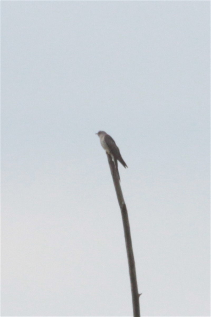Common Cuckoo - Salih MALAKCIOGLU