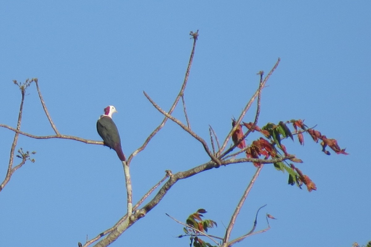 Red-naped Fruit-Dove - Mark Smiles