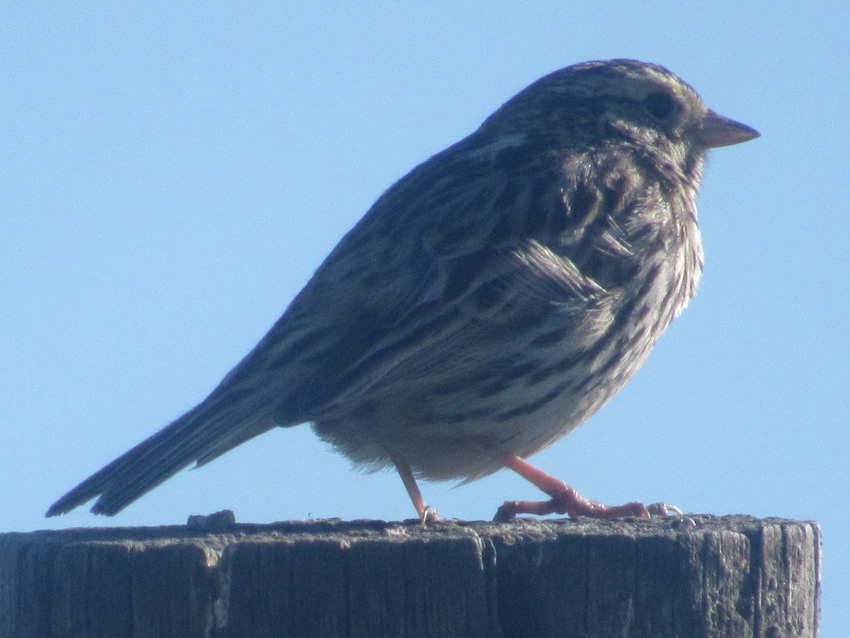 Savannah Sparrow (Savannah) - ML103082831