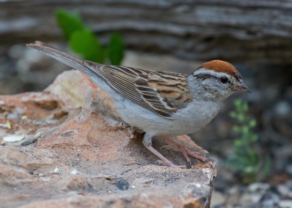 Chipping Sparrow - ML103083631
