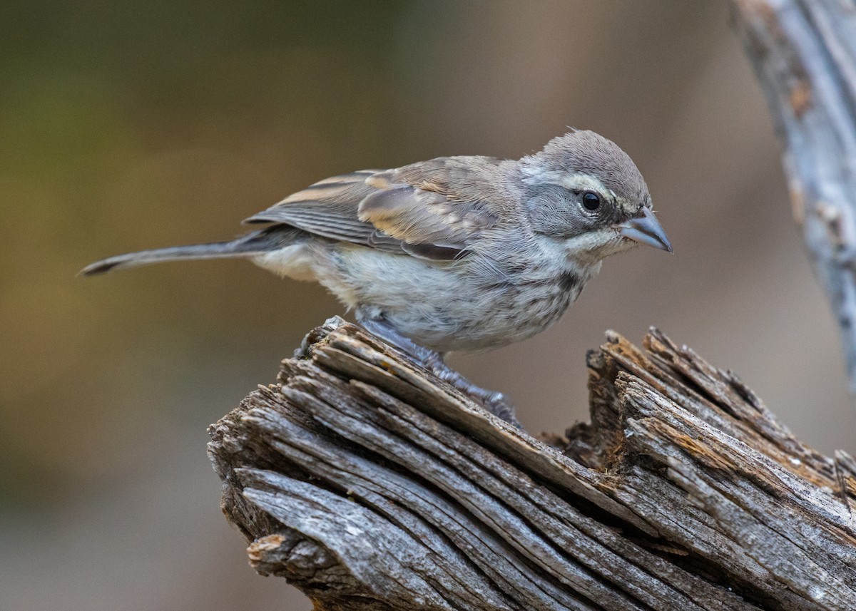 Black-throated Sparrow - ML103084051