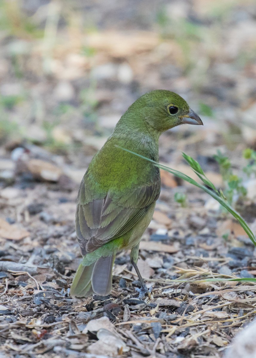 Painted Bunting - ML103084491