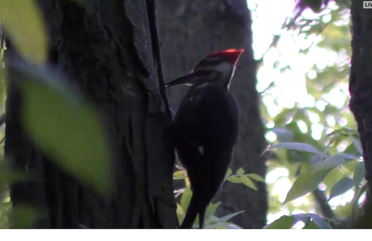 Pileated Woodpecker - ML103086281