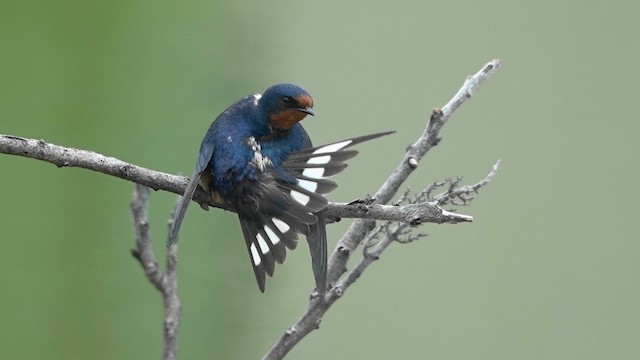 Barn Swallow preening. - Barn Swallow - 