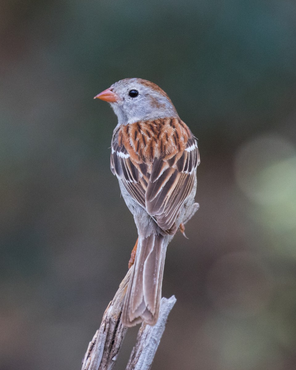 Field Sparrow - ML103088861
