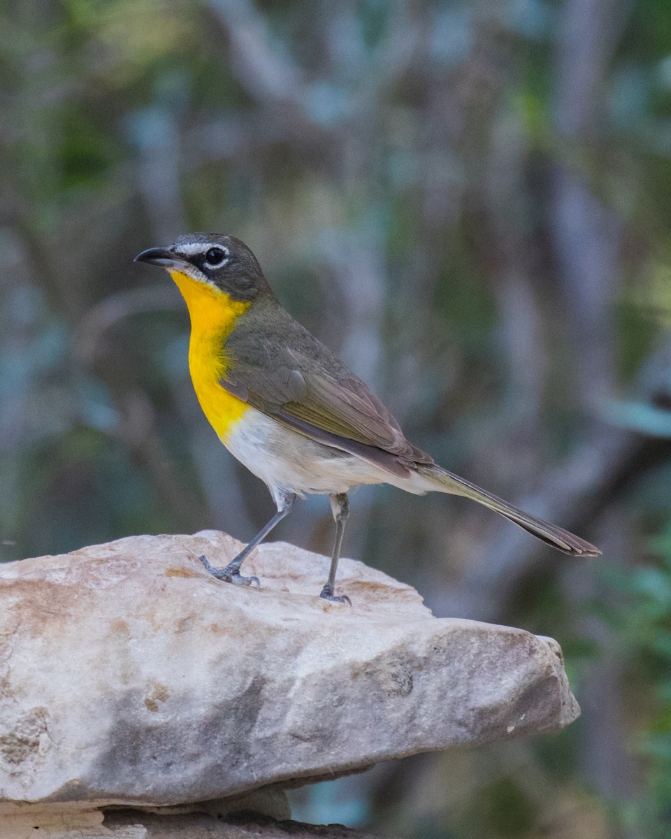 Yellow-breasted Chat - ML103088901