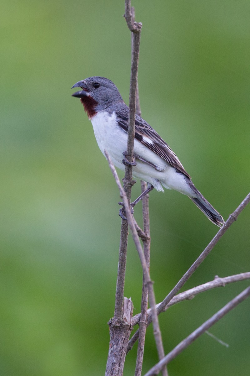 Chestnut-throated Seedeater - ML103089251