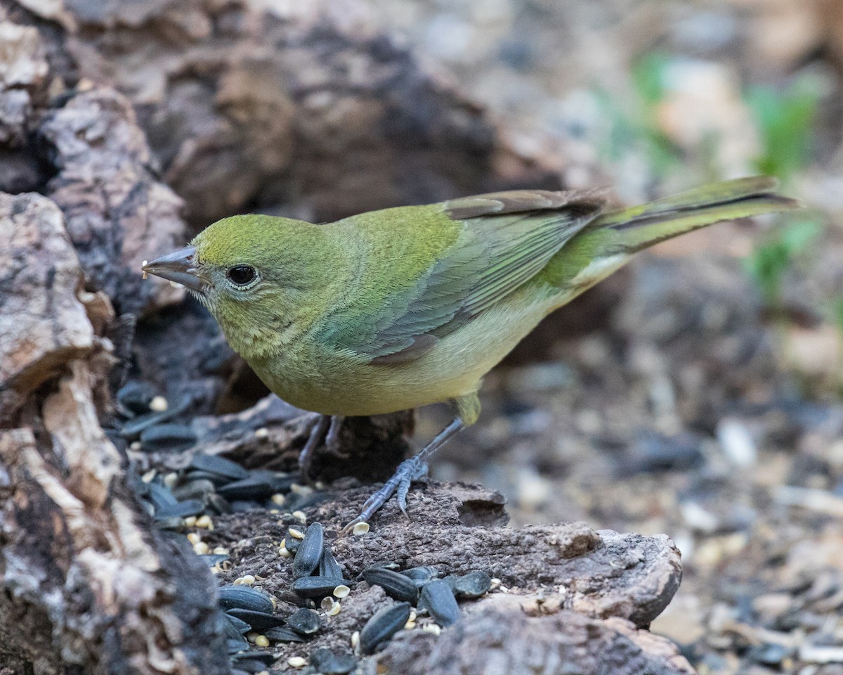 Painted Bunting - ML103089511
