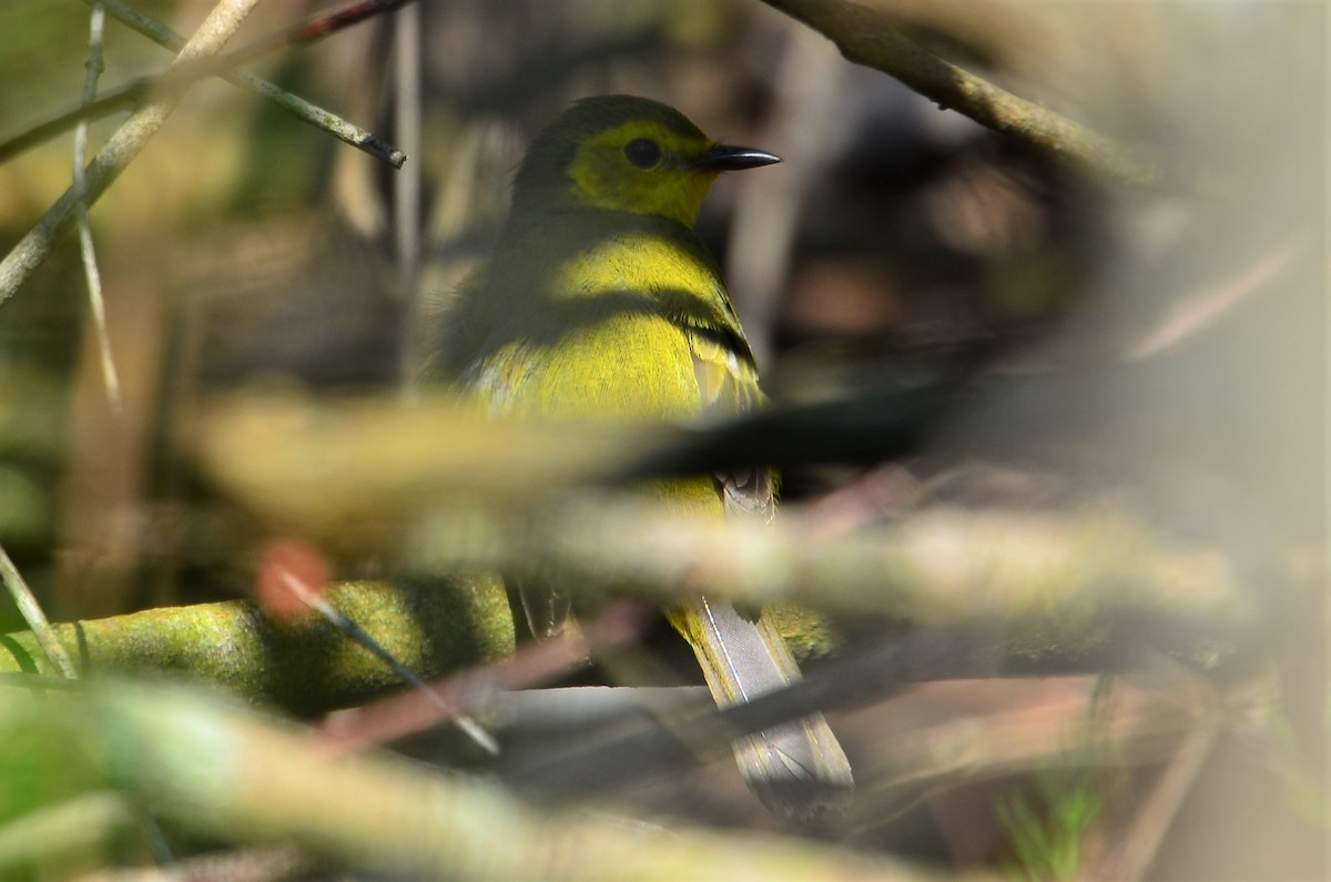 Hooded Warbler - Mike Snable