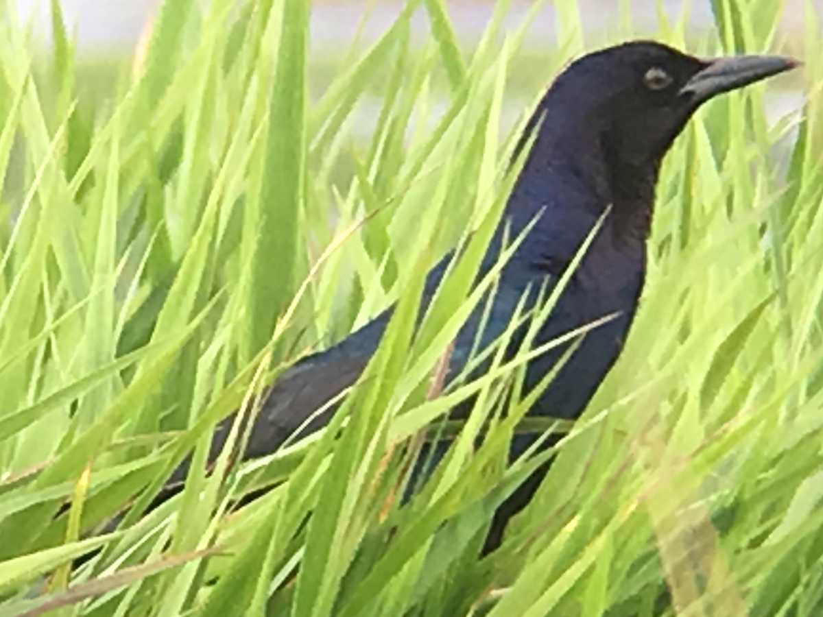 Boat-tailed Grackle - David Simpson