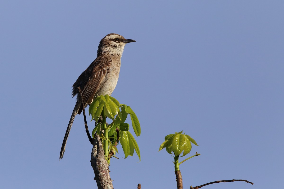 Long-tailed Mockingbird - ML103096621