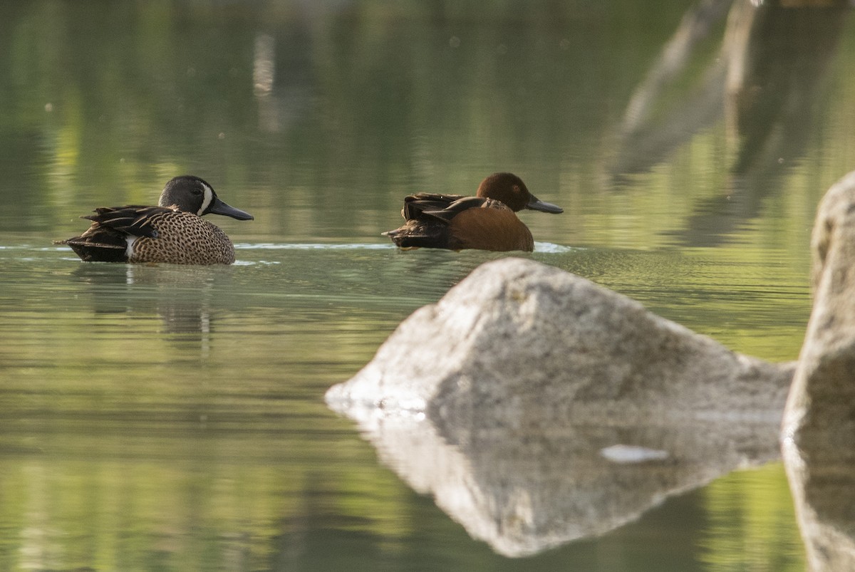Blue-winged Teal - ML103096771