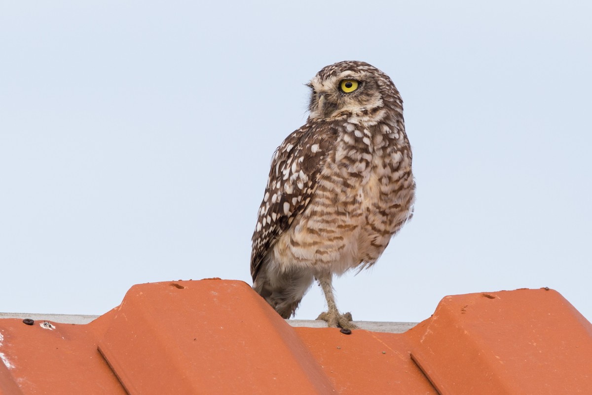 Burrowing Owl - ML103097821