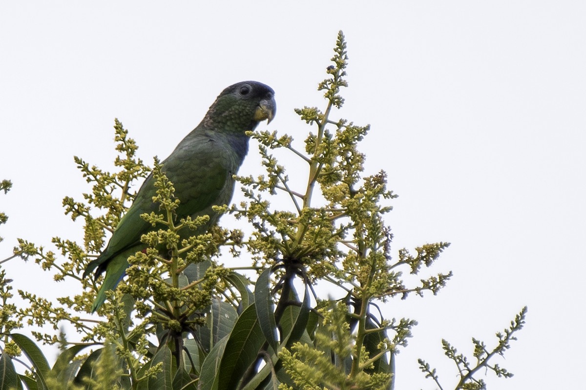 Scaly-headed Parrot - ML103098691